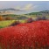 Coastal Red Poppies No.1