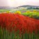 Red poppy dune No.1