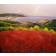 Coastal Poppy Field No.1